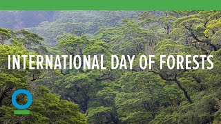 International Day of Forests [upl. by Notgnillew]