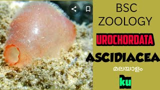 BSC ZOOLOGYASCIDIACEAurochordata2Animal diversity2SEM2 [upl. by Farant402]