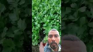 Grow dhanya at home  dhaniye ki kheti  Viral video  coriander farming grow coriander at home [upl. by Aisset]