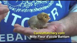 Mille Fleur Duccle Bantam Chicken Breed  Cackle Hatchery [upl. by Ainala]