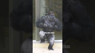 Huge Silverback Gorilla Vocalization amp Massive Chest Beating gorilla shabani [upl. by Ajdan295]