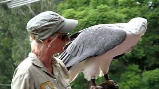 Whitebellied sea eagle [upl. by Oilejor812]