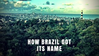 How Brazil got its Name [upl. by Aniluap]