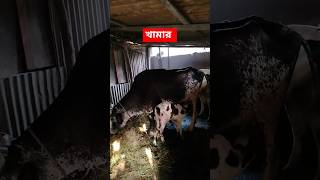 কৃষকের ডেইরি ফার্ম firm cow dairyfarm dairy dairymilk dairyfarming [upl. by Ennovy]