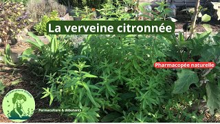 La verveine au jardin potager permaculture conseils jardinage facile🌿💧permaculture [upl. by Naashar542]