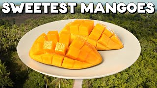 The Sweetest Mangoes In the World [upl. by Quinlan116]