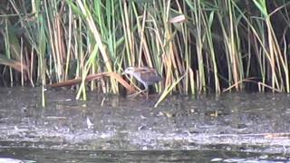 Klein Waterhoen  Porzana parva  Lepelaarplassen  Natte Graslanden FL 17092011 [upl. by Akit]