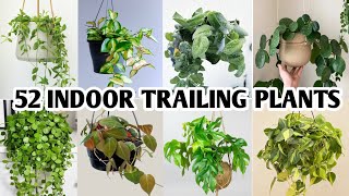 52 Indoor Trailing Plants for Hanging Baskets  Hanging Trailing Plants  Plant and Planting [upl. by Nilyram]