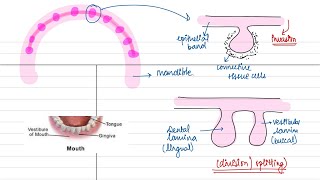 Tooth development part  1 dental lamina vestibular lamina Orban’s histology [upl. by Ateuqirne160]