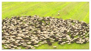 Dog Herding Sheep Aerial View Sheepdog Symphony from Above [upl. by Gemperle494]