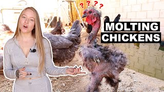 Chickens Molting  Why Chickens Are Losing Feathers amp How to Help [upl. by Sito862]