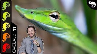 Asian Vine Snake The Best Pet Snake [upl. by Kohl520]