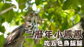 20240628｜二曆年小鳳鳳吃五色鳥飯飯｜在家2404｜鳳頭蒼鷹｜Crested Goshawk Taipei Taiwan [upl. by Ashla]