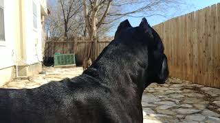 Cane Corso protecting his owner [upl. by Osnofedli465]