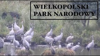 Wielkopolski Park Narodowy [upl. by Jada804]