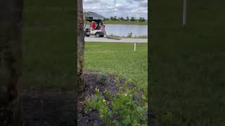 Alligator Chases Intruding Golf Cart natureismetal keepnaturemetal alligator [upl. by Tullius590]