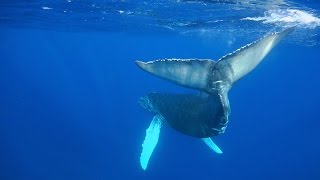 Best diving in Mexico  Socorro Island and Isla Mujeres underwater footage with RX100 and LX100 [upl. by Herm473]