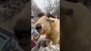 到底是牛還是羊？ amazing funny 動物 科普 科普知识 [upl. by Stanfill]