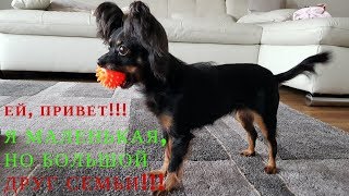 Моменты из жизни Русский ТойТерьер длинношерстный Ева  Momente aus dem Leben Toy Terrier Eva [upl. by Tien]