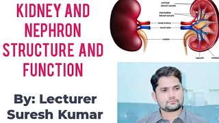 Kidney Nephron structure and function HindiUrdu By Sir Suresh Kumar [upl. by Ybsorc]