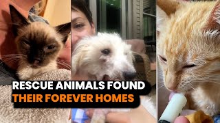 These Animals Finally Found Their Forever Homes ❤️ compilation  PAWSOME PETS [upl. by Oniuqa]