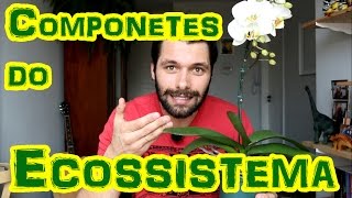 ECOSSISTEMA Componentes BióticosAbióticos e Funcionamento Geral [upl. by Jobyna]