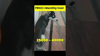 Siberian Husky Price And Monthly Cost In India shorts siberianhusky husky dog [upl. by Alexandria]