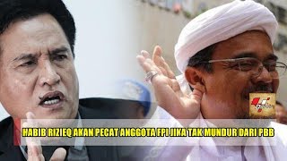 Tegang dengan Yusril Habib Rizieq Bakal Pecat Anggota FPI Jika Tak Mundur dari PBB [upl. by Etteyafal266]