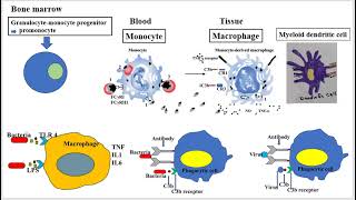 Monocytes and Macrophages [upl. by Star]