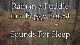 Rain in a Puddle in a Foggy Forest  Sounds For Sleep  10 Hours [upl. by Gilli]