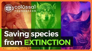 How Were Saving Species from Extinction  Colossal Biosciences [upl. by Leikeze]