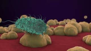 Bacteria 3D Animation [upl. by Isak]