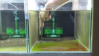 Four Reasons Why To Reset Shrimp Tank [upl. by Ataymik]