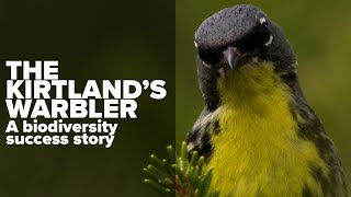 Kirtlands Warbler  A Biodiversity Success Story [upl. by Ogata304]