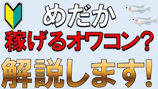 【メダカで稼ぐ】副業メダカ養殖で稼ぐ方法を徹底解説！副業で月収10万円以上を目指そう [upl. by Cerell]