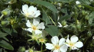 Potentilla tridentata Nuuk [upl. by Cralg]