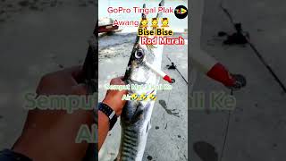 Patah 3 La Mat😅🤣😆 foryou fyp shorts fishing casting barracuda funny kelakar orangsedili [upl. by Hephzibah]