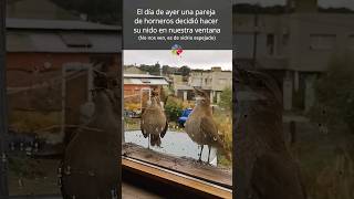 🐦‍⬛ HORNEROS CONSTRUYEN su NIDO en nuestra ventana 🥰🥰  Parte 1 shorts [upl. by Iggam]