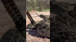 shorts víbora rattlesnake oklahoma Prairie Rattlesnake in Western Oklahoma [upl. by Rasla417]