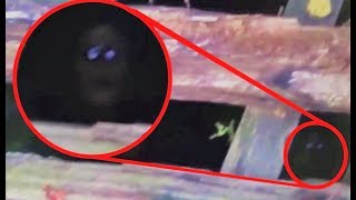 The 10 Most Mysterious Creatures Caught on Tape [upl. by Gearhart]