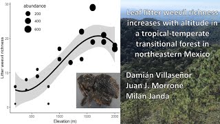 Leaf litter weevil richness increases with elevation in a tropical forest in northeastern Mexico [upl. by Ahsyekat223]