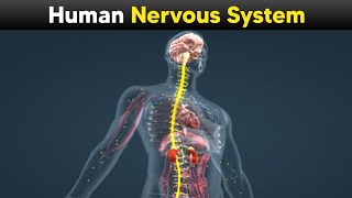 Human Nervous System  Explained With 3d Animations [upl. by Llehcal]