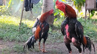 INI DIA SUARA KOKOK AYAM BANGKOK JAWARA AYAM BANGKOK SUPER ISTIMEWA [upl. by Krysta]