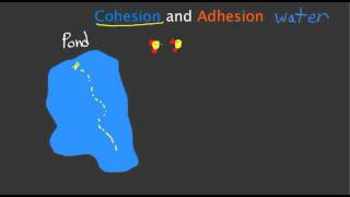 Cohesion and Adhesion [upl. by Cecil]