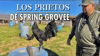 Los Prietos de SPRING GROVE 🐓🔥 Roberto Ramirez [upl. by Adolph415]