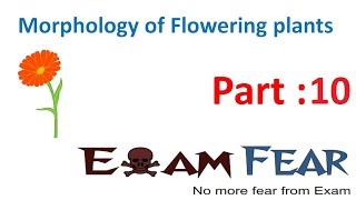 Biology Morphology of Flowering Plants part 10 Aerial Stem Tendril Thorns CBSE class 11 [upl. by Anniram]