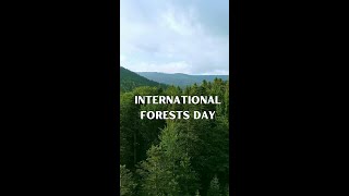 International Day of Forests [upl. by Dnaltiac]