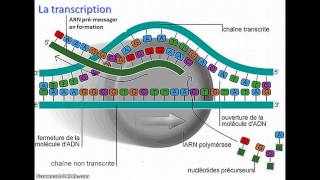 De lADN à lARNm [upl. by Solakcin761]