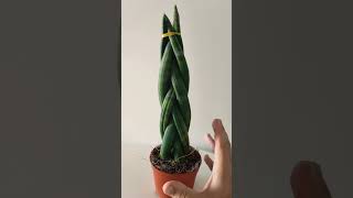 Planta sansevieria cylindrica 😍 lengua de suegra cilíndrica cortos sansevieria lenguadesuegra [upl. by Nivlek]