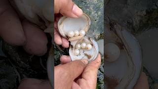 Unbredictdble pearls in clam found satisfying pearl clam [upl. by Verada529]